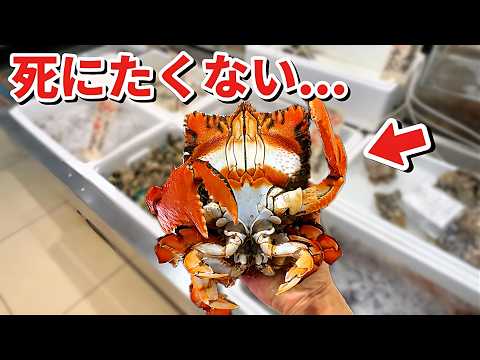 スーパーに売れ残っていた化け物を飼育してみると… thumbnail