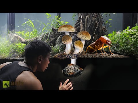 First in the World to Grow Mushrooms Using Termites in My Giant Vivarium thumbnail