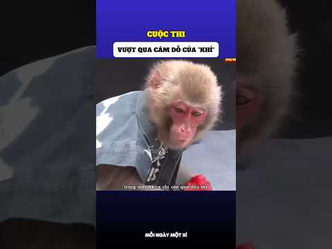 Liệu các chú khỉ có thể chống lại sức cám dỗ của quả dâu tây siêu cấp??? thumbnail