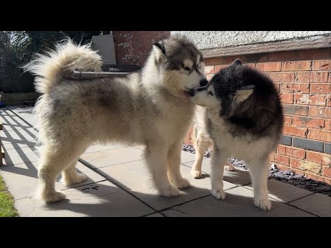Dog Reunited With His Adopted Grandparents! (Cutest Ever!!) thumbnail