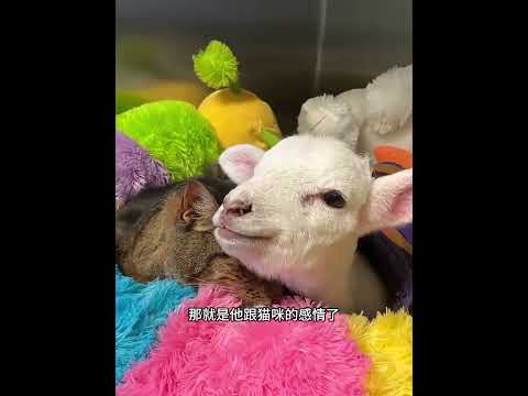 半夜三更，男子在马路上捡到一只小羊羔，缘分就此拉开序幕！ #animals #动物救助 #主人 #寵物友善日常 #pets #搞笑 #科普 #感人壹幕 #cute thumbnail