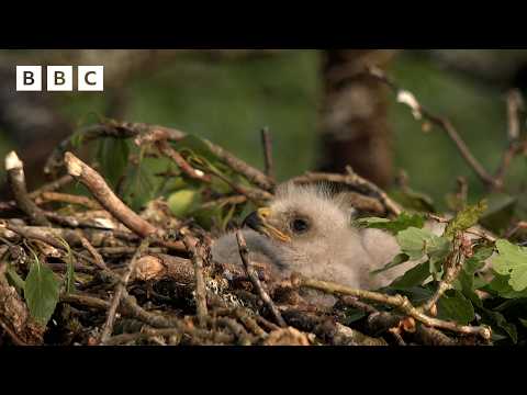 🔴 LIVE wildlife cameras 🌿 4 June 🐦 BBC Springwatch 2026 thumbnail