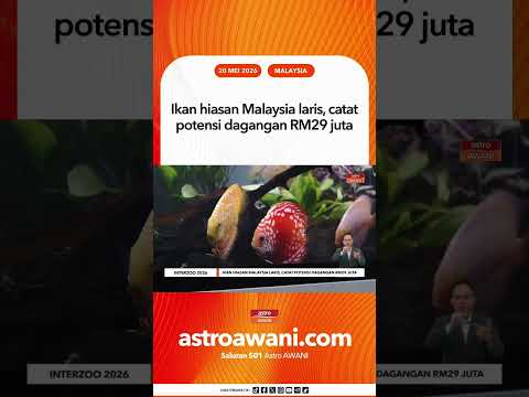 Ikan hiasan Malaysia laris, catat potensi dagangan RM29 juta thumbnail