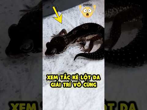 Thế Giới PET Cưng | Tắc Kè Lột Da 😲 thumbnail
