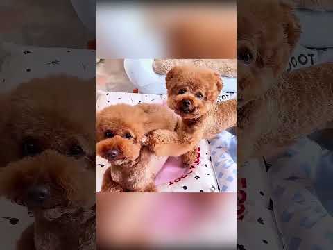 🐶📹 الكلب الذكي يفضح الكلب المشاغب 😱🐾 thumbnail