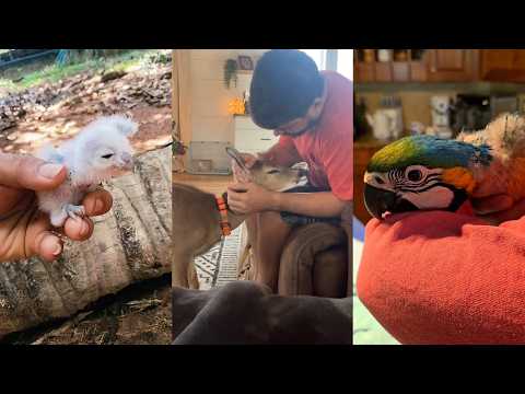 Animal Cub Rescue#animals #lovestory #wildliferescue #rescueefforts #rescue #cute #love #pets thumbnail