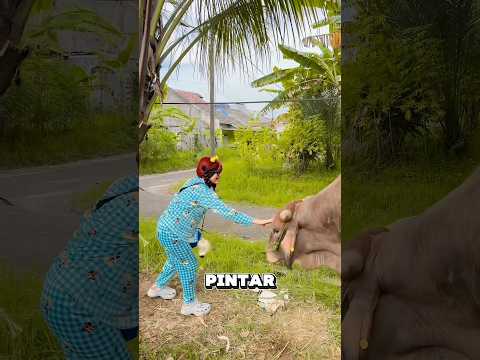 SAPI AKU UDAH DATENG YEEAAYY😍 |NURRAYNI25 thumbnail