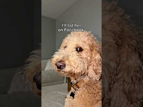 “It’s just you and the dogs? Don’t you get bored?” Me: ..nope #dogs #dogcomedy thumbnail