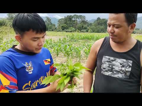 rancangan nanek² lambat andu thumbnail