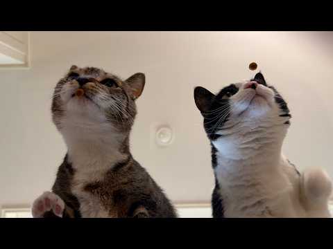 관찰카메라.avi thumbnail
