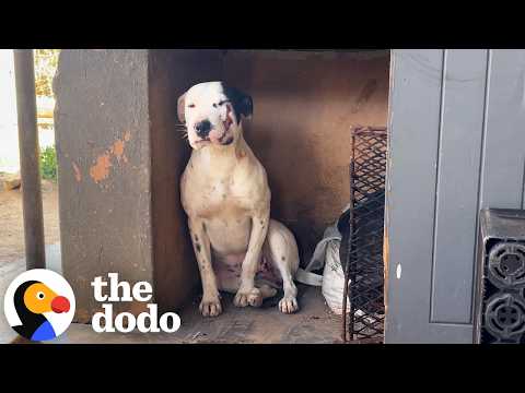 This Pittie Got Bitten By A Venomous Snake — And Never Lost Her Sweetness | The Dodo thumbnail
