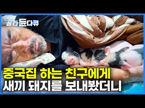 믿었던 친구에게 사기 당하고 절망한 남자에게 새끼 돼지를 선물했더니｜자식보다 낫다. 마음의 상처로 병까지 얻은 남자 돼지 키운 후 근황｜한국기행｜#골라듄다큐 thumbnail