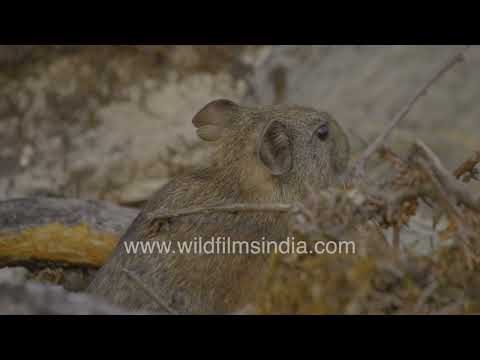 Himalayan pika resting among alpine rocks in the Himalayas thumbnail