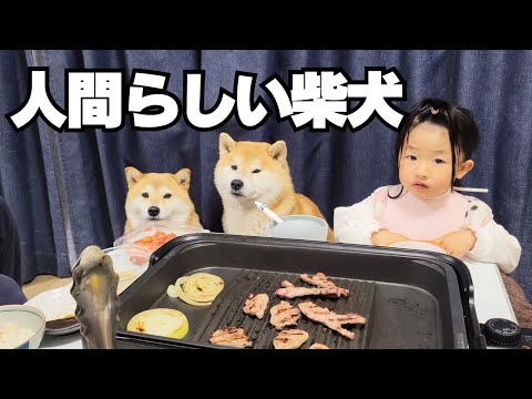 【焼肉パーティ開催】取り合うよりむしろ譲ってあげる優しい柴犬兄妹の関係性 thumbnail