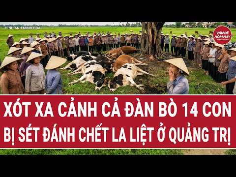Bản tin thời sự: Xót xa cảnh cả đàn bò 14 con bị sét đánh chết la liệt ở Quảng Trị thumbnail