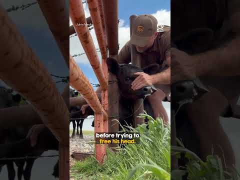 Delivery Driver Interrupts His Route to Save a Baby Calf 💕 thumbnail