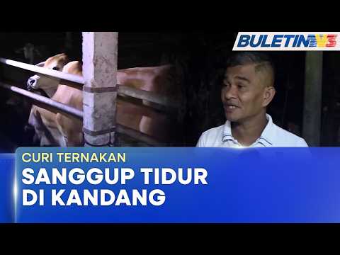 CURI TERNAKAN | Elak Kecurian, Penternak Lembu Sanggup Tidur Di Kandang thumbnail