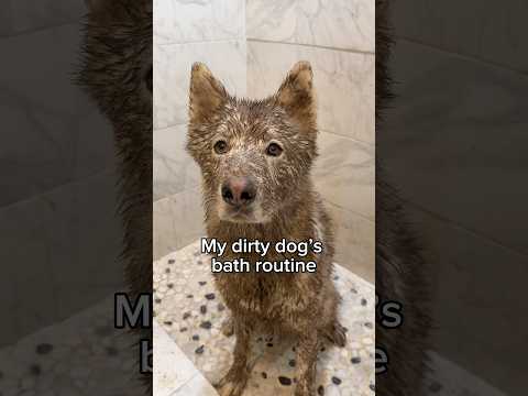 Do you think Glacier enjoyed it? 🧼🤎 thumbnail