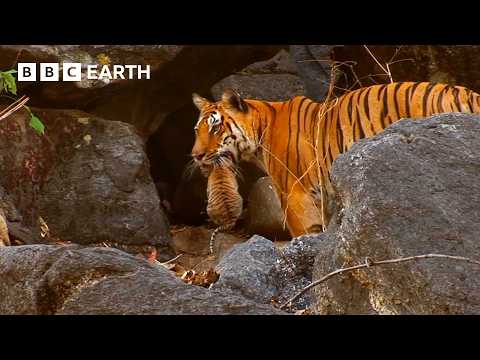 1 Hour of Family Moments From the Animal Kingdom | BBC Earth thumbnail