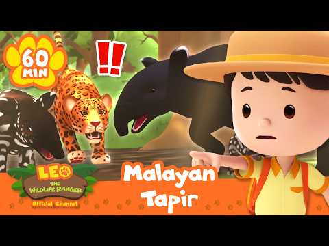 SAVE THE MALAYAN TAPIR FROM A LEOPARD! 🐆 Leo the Wildlife Ranger | Learning Animal Cartoons thumbnail