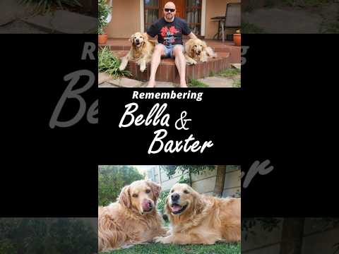 A Tribute to Bella & Baxter thumbnail