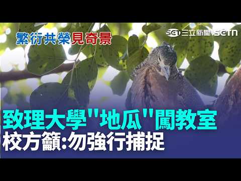 三立獨家｜致理大學NPC"地瓜"闖教室學習 校方籲:勿強行捕捉 黑冠麻鷺"地瓜"現身致理校園 進教室聽課學生瘋拍｜三立新聞LIVE thumbnail