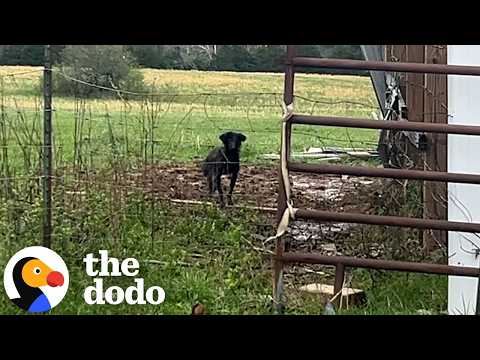 Mama Dog Wanders Into A Barn To Have Her Puppies | The Dodo thumbnail