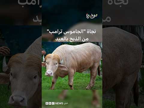 عيد الأضحى: كيف نجا جاموس يدعى "دونالد ترامب" من الأضحية؟ thumbnail