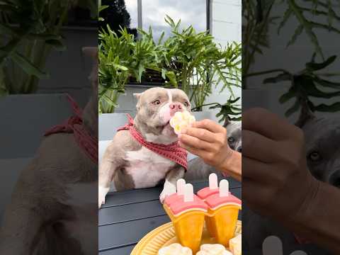 Picolé de Abacaxi com Manga 🍍🥭Para Refrescar seu Pet 🐾🐾 thumbnail