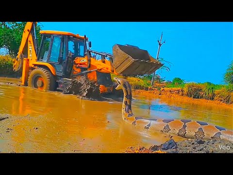 ? महाकाय अजगर का JCB पर जानलेवा हमला! | Giant Python Attacks Excavator #jcb #snecks #samp  thumbnail