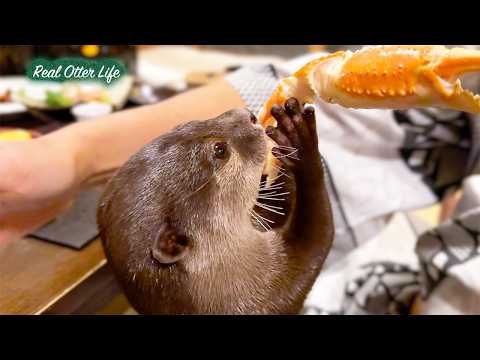 カワウソの温泉旅行に密着！お刺身を堪能した後はお布団敷きも手伝っちゃう姿にほっこり [元ネタ] Adorable Otters Having a Cozy Spa Day thumbnail