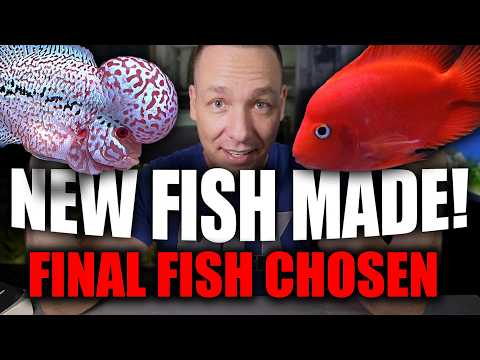 Picking the best flowerhorn!!! the king of DIY thumbnail
