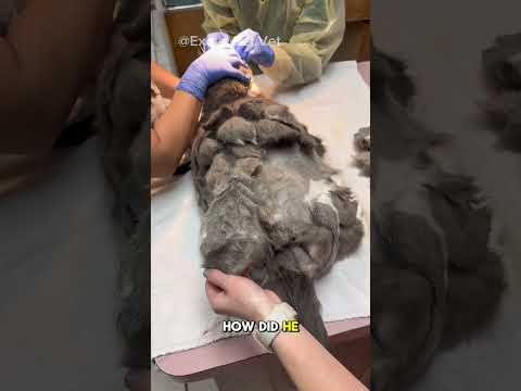 An UPDATE on the Most Matted and Obese Cat! thumbnail