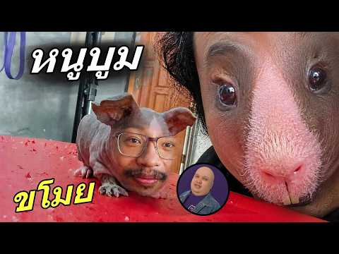 หนูพี่บูม OPZ มูลค่า 200,000 บาท thumbnail