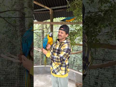 Enriquecimento Ambiental no Viveiro das Araras “ Luke, Bina e BK “ eles se divertem 💙💙💙 thumbnail