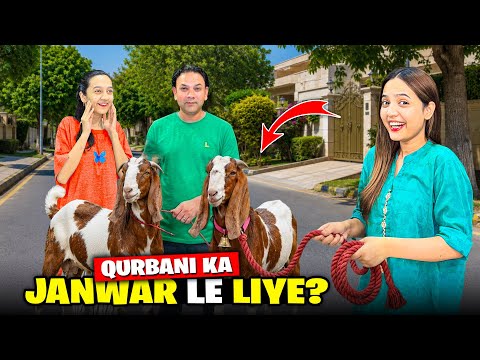 Qurbani Ka Janwar Khareed Liya???|Bakra Prank With Family?|Fridge Ka Disaster Hogia??|Sistrology  thumbnail
