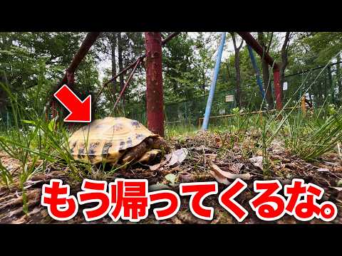 限界が来たのでリクガメを近所の公園で飼うことにしました… thumbnail