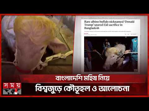 কোরবানি না দেওয়ার সিদ্ধান্তে আলোচনায় ‘ডোনাল্ড ট্রাম্প’ মহিষ | Donald Trump | Buffalo | Somoy TV thumbnail