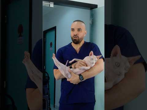 When The Vet Gives You The Wrong Pet thumbnail
