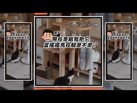貓咪坐掃地機器人上　當坐騎巡邏：快載偶去找奴才 thumbnail