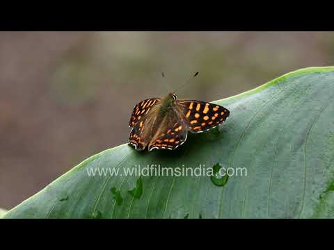 Common Punch Butterfly resting in the Himalayan forests of Mussoorie thumbnail