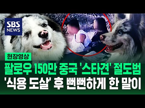 "법 안 어겼는데?" SNS 스타견 훔쳐 식용으로 도살 (현장영상) / SBS thumbnail