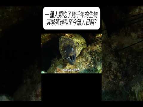 一種人類吃了幾千年的生物，其繁殖過程至今無人目睹?#科普 #漲知識 thumbnail
