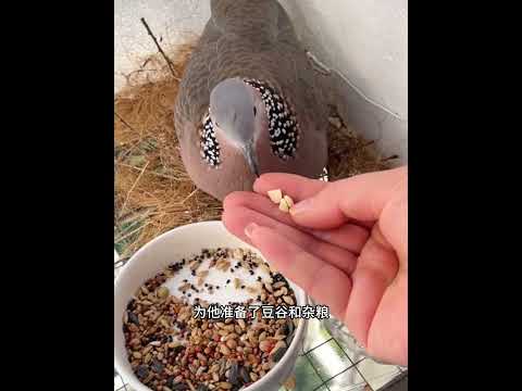 一只斑鸠停留在窗前，女子不仅给它食物，而且还为它筑起新家！ #animals #动物救助 #动物救助 #科普 #主人 #pets #搞笑 #感人壹幕 #寵物友善日常 #cute thumbnail