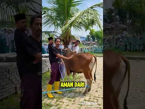 Cara merobohkan sapi qurban dengan mudah | Idul adha 1447h/2026m#sapiqurban2026#merobohkansapi#cow thumbnail