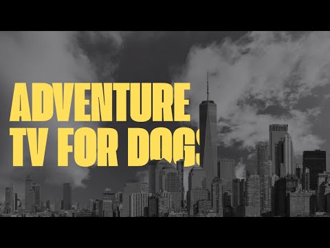 Virtual Forest Walks Keeping Dogs Calm Stimulated and Relaxed thumbnail