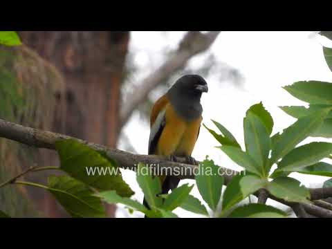 Rufous Treepie preening in a natural habitat in India thumbnail