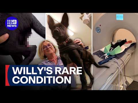 Meet 'Willy', the puppy born with an extra appendage | 9 News Australia thumbnail