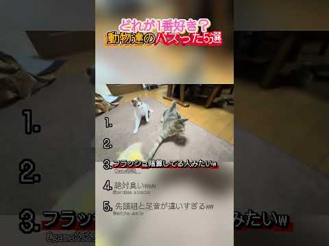 動物たちのバズった5選！ thumbnail