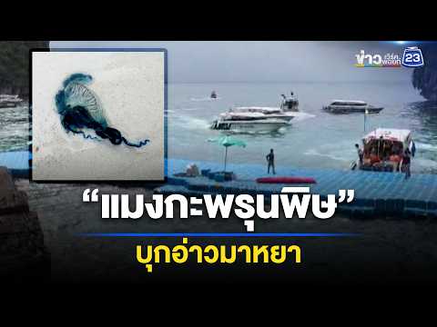 ผวา! “แมงกะพรุนพิษ” บุกอ่าวมาหยา l ตลาดข่าว - ข่าวเช้าเวิร์คพอยท์ l 2 มิ.ย.69 thumbnail